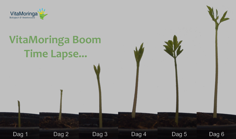 VitaMoringa Boom Time Lapse 6 days - Kweek Moringa