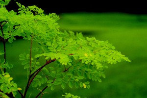 Moringa Bladpoeder - VitaMoringa